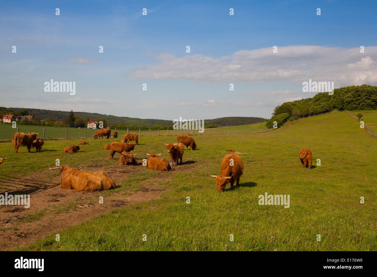 Le troupeau d'Aberdeen Angus mange de l'herbe sur spring meadow Banque D'Images