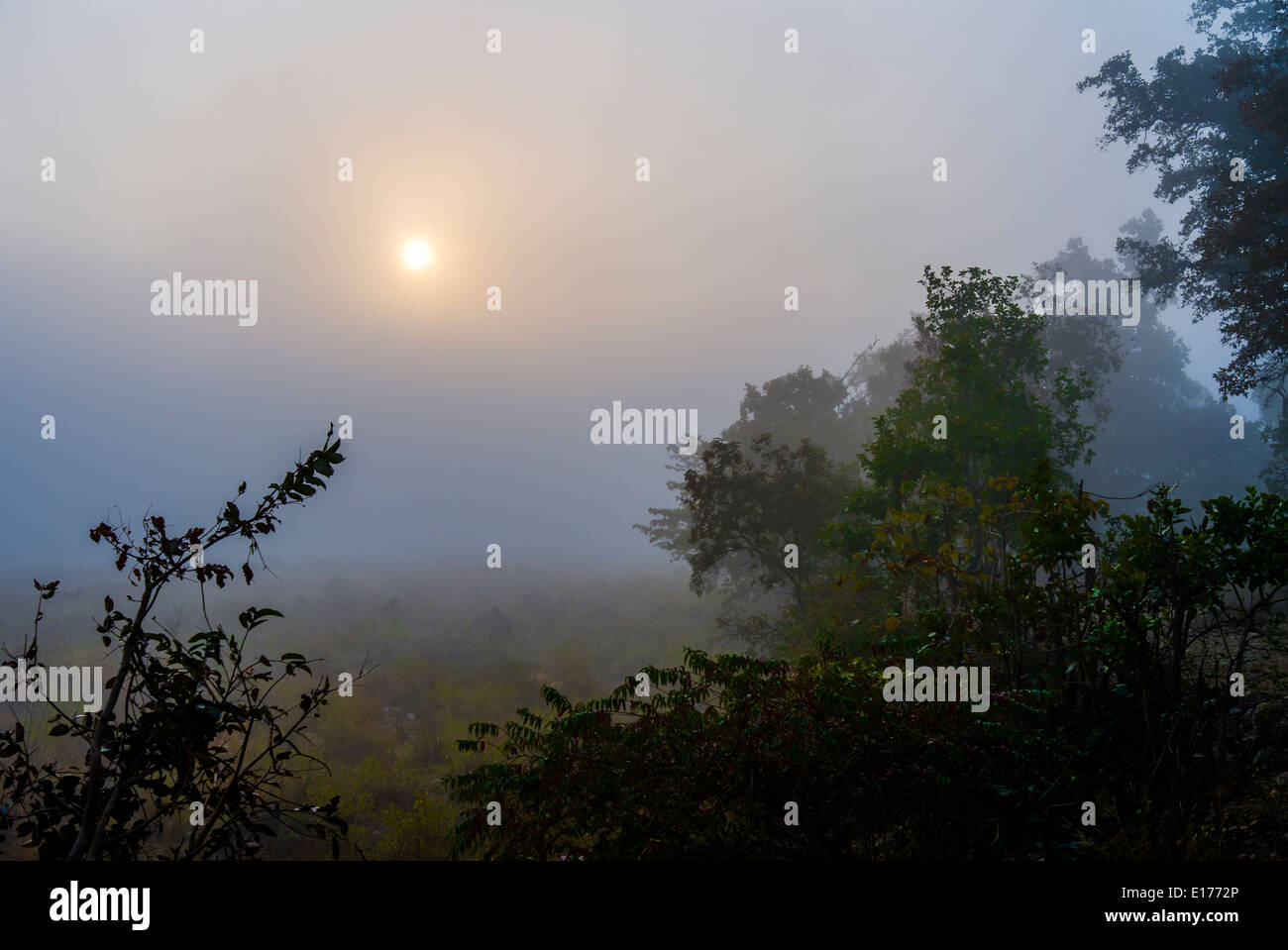 Lever du soleil en hiver à Jim Corbet, Parc National de l'Inde. Banque D'Images