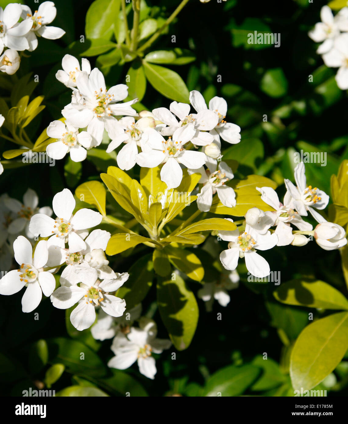 Arbuste jardin Choisya Worcestershire Worcester Angleterre UK Banque D'Images