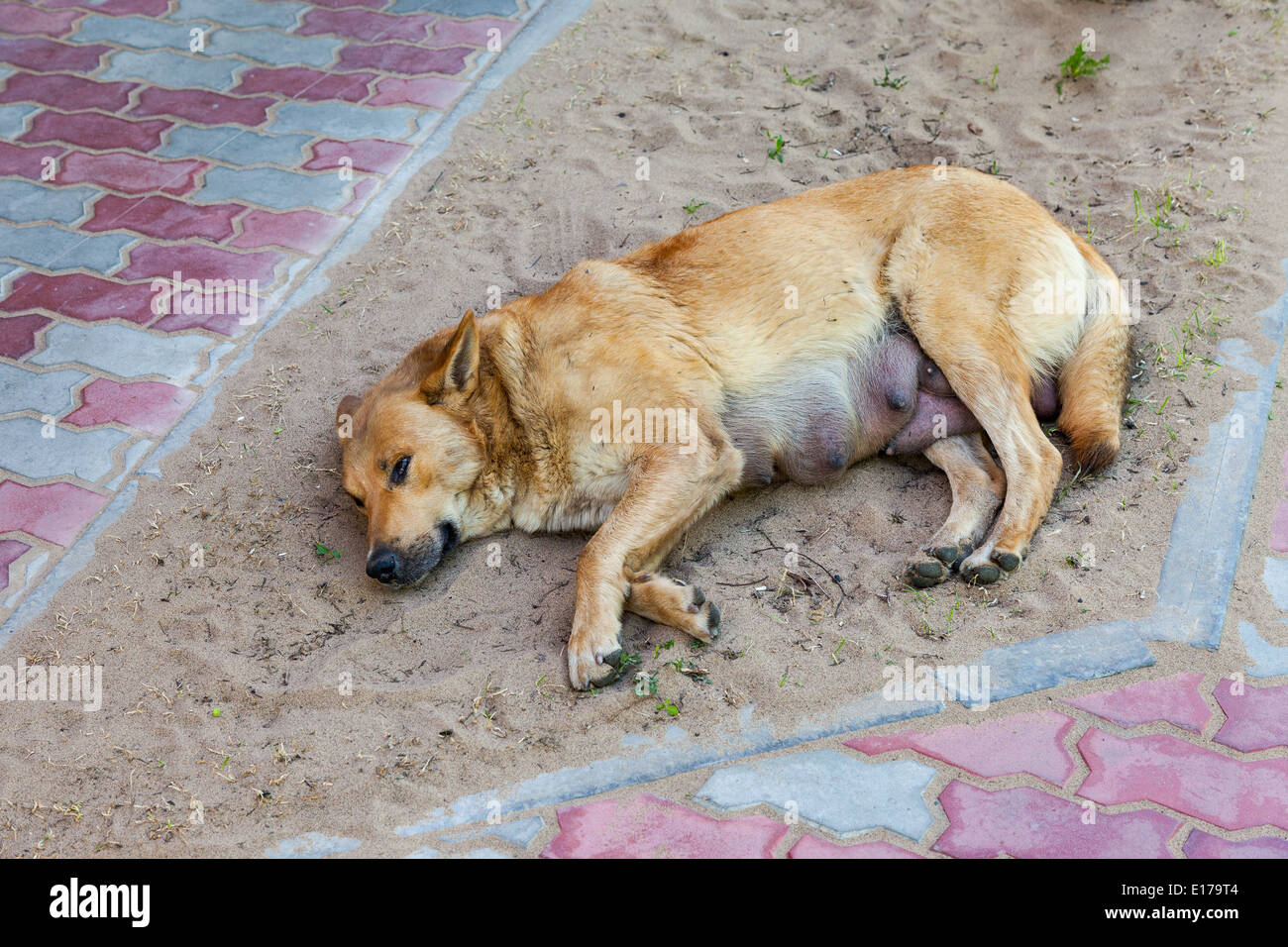 Chien errant au sol en journée d'été Banque D'Images