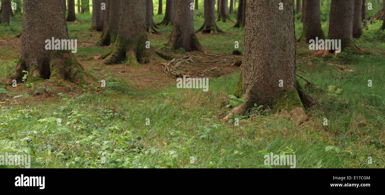Les jambes solides comme les racines des arbres dans la forêt, à l'horizontale Banque D'Images