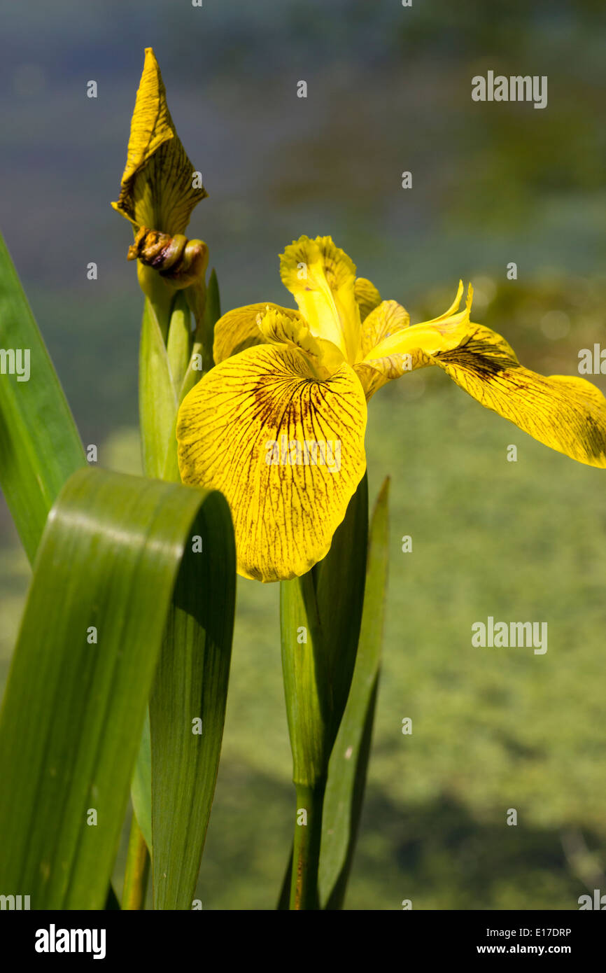 Brown a marqué fleurs jaunes de l'iris, Iris pseudacorus 'Roy Davidson' Banque D'Images