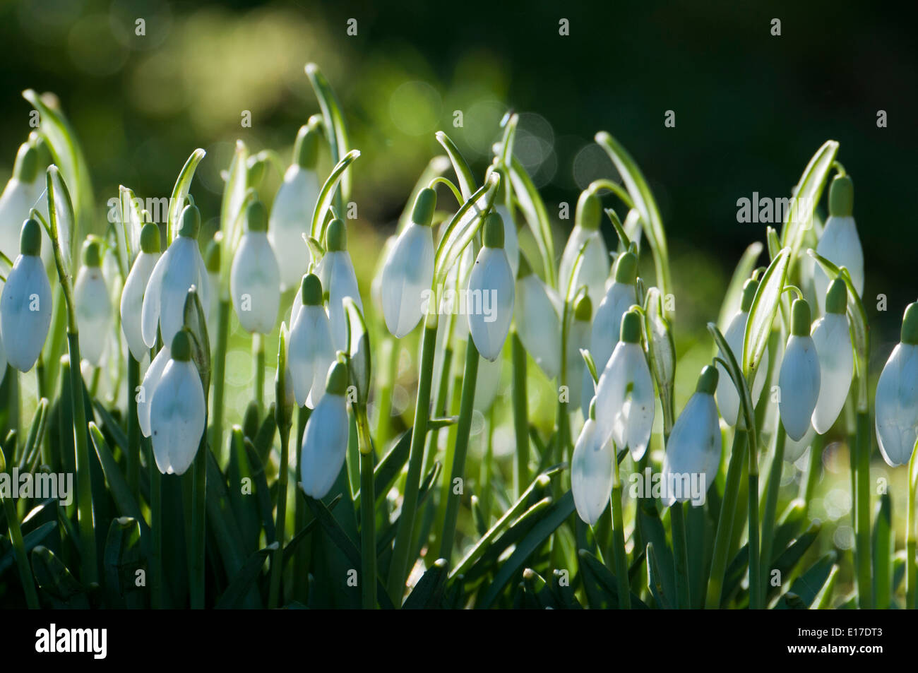 Bouquet de perce-neige (Galanthus nivalis) Banque D'Images