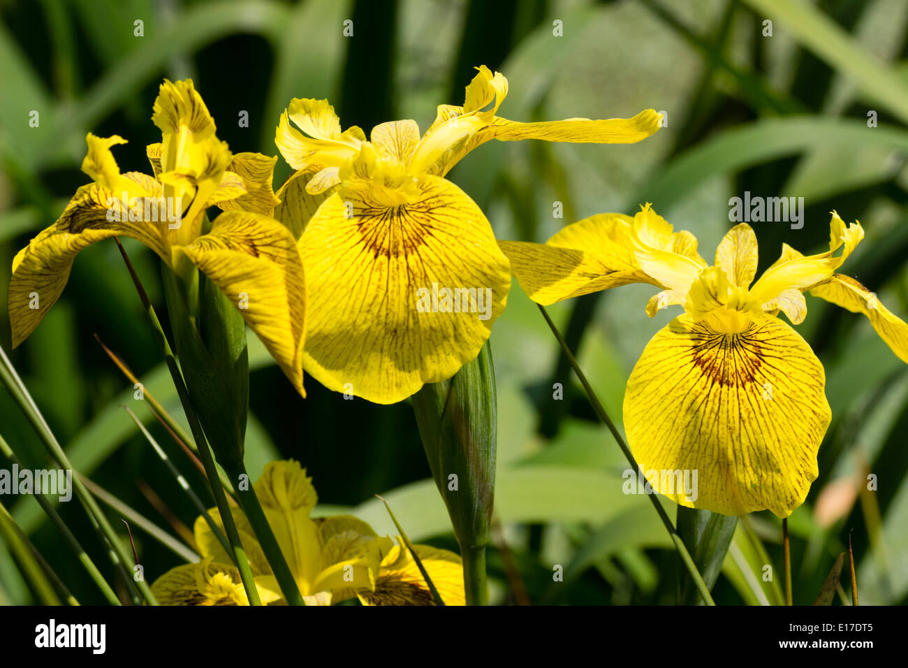 Brown a marqué fleurs jaunes de l'iris, Iris pseudacorus 'Roy Davidson' Banque D'Images