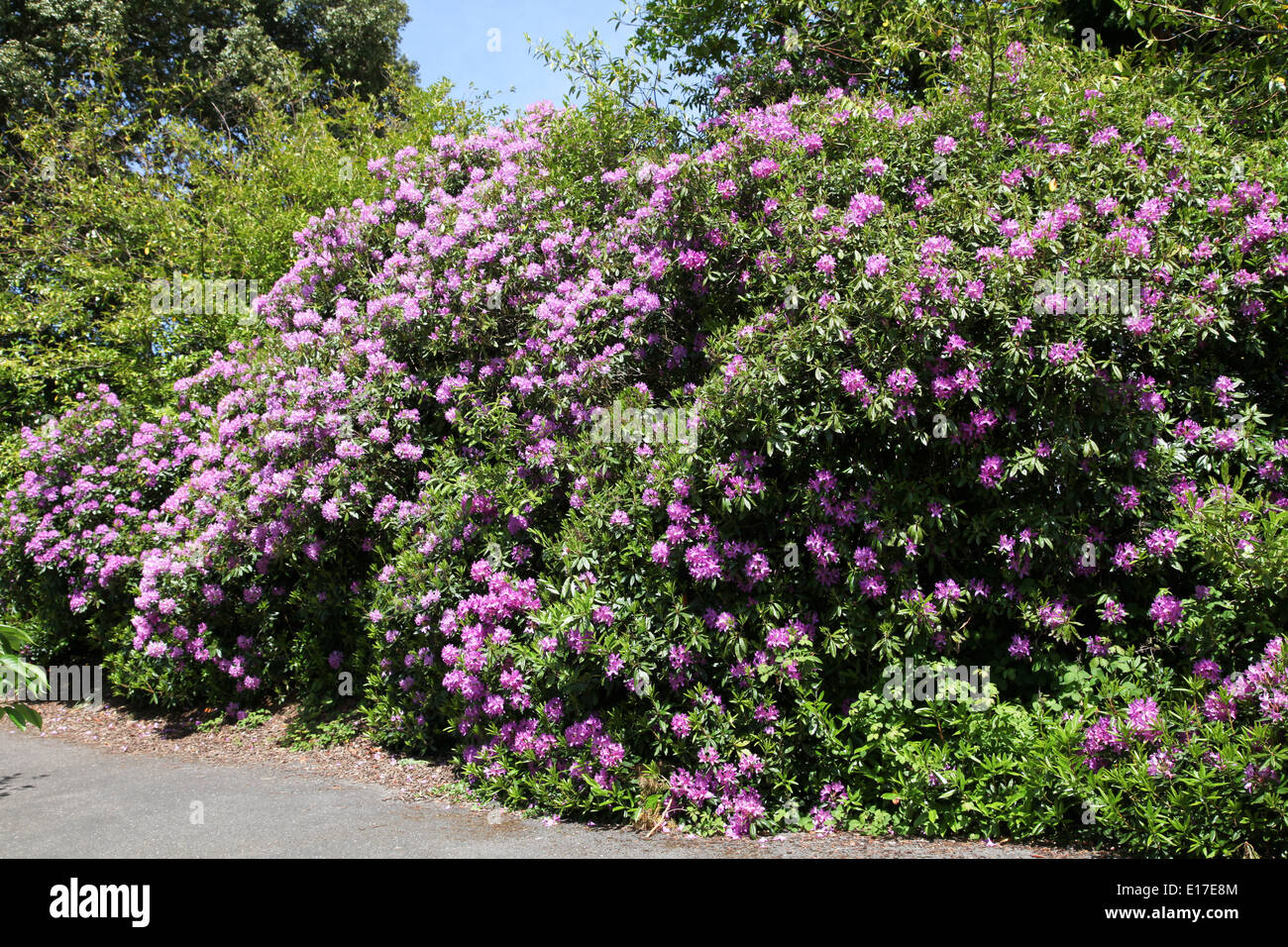 Banque de rhododendrons Banque D'Images