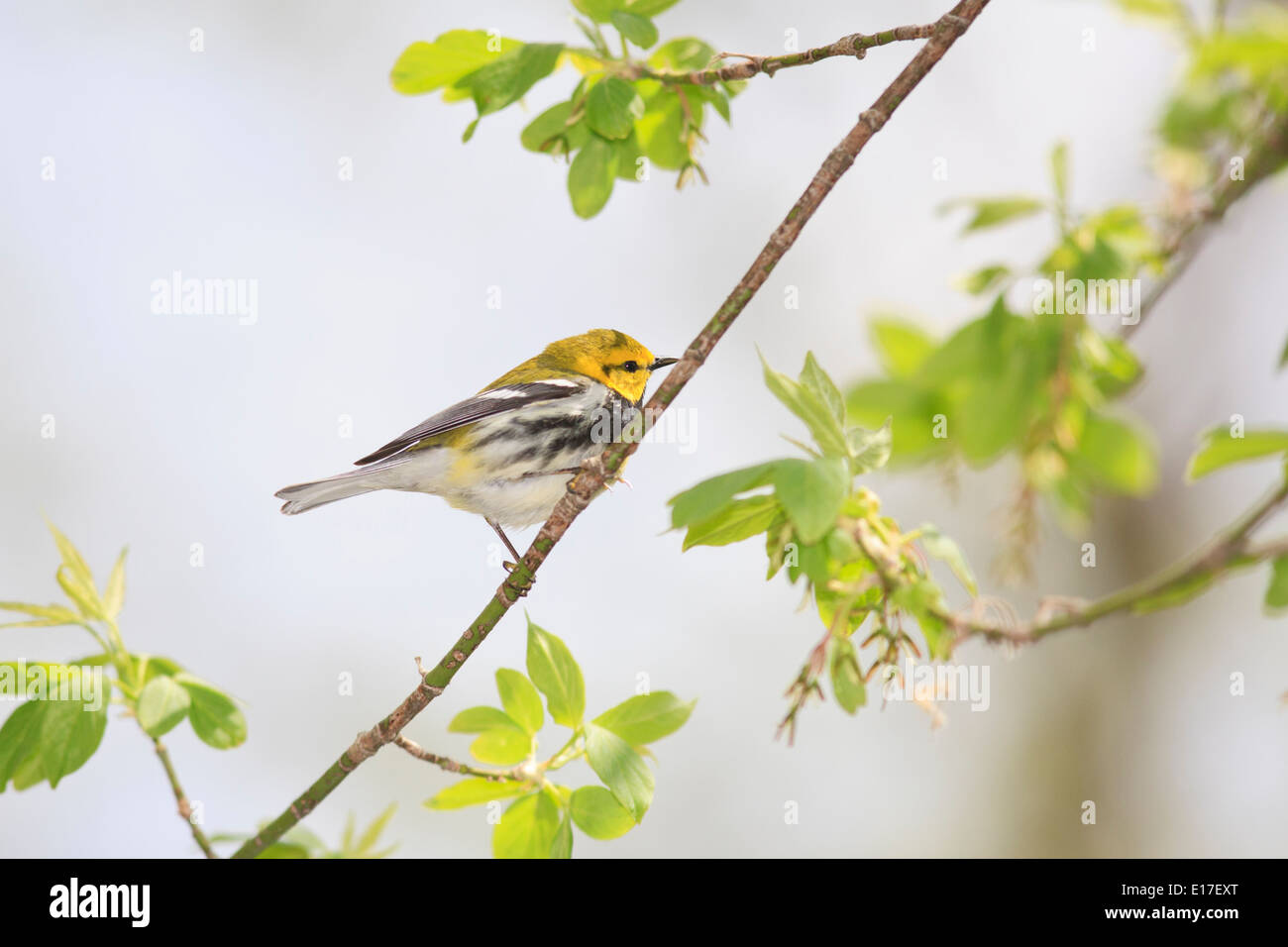 Paruline à gorge noire (Setophaga virens) sur une branche d'arbre pendant la migration printanière. Banque D'Images