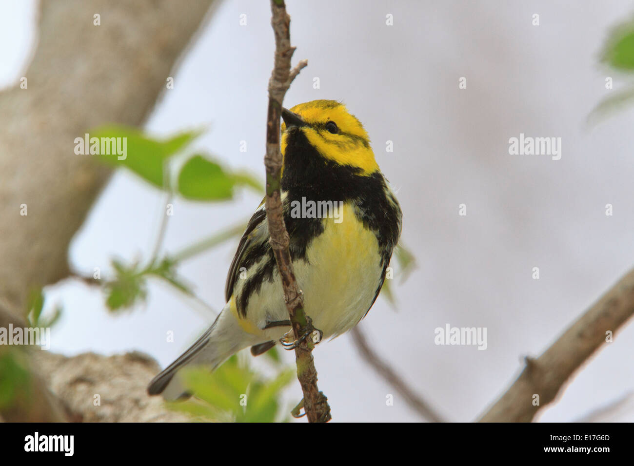 Paruline à gorge noire (Setophaga virens) au cours de la migration printanière (Magee Marsh, Ohio) Banque D'Images