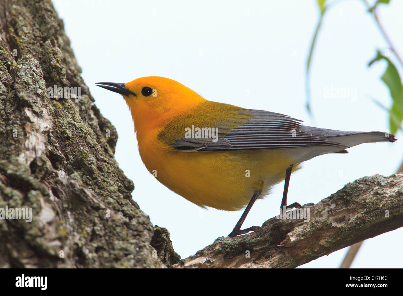 La paruline orangée (Protonotaria citrea) sur le tronc de l'arbre. Banque D'Images