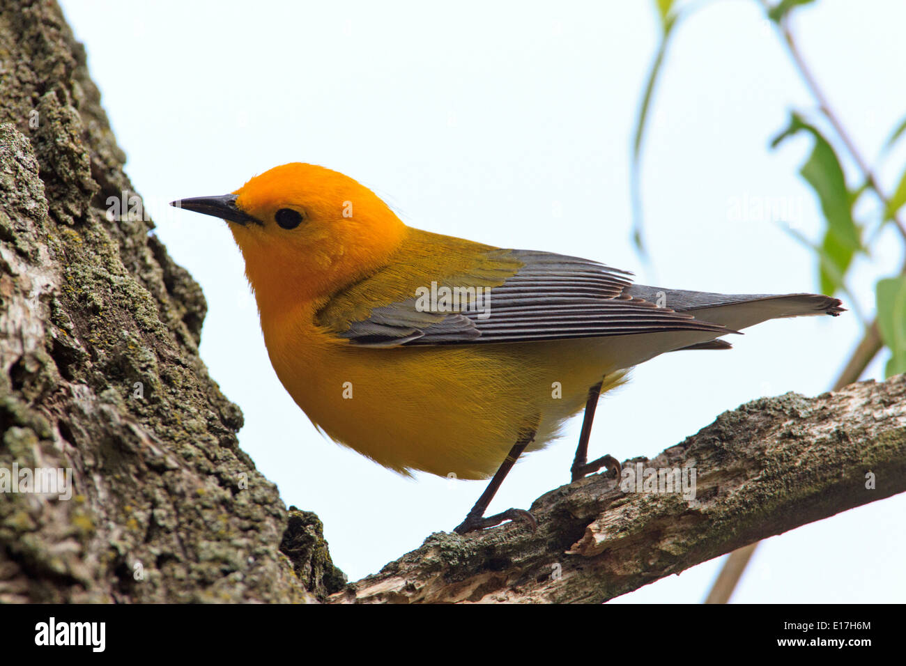 La paruline orangée (Protonotaria citrea) sur le tronc de l'arbre. Banque D'Images