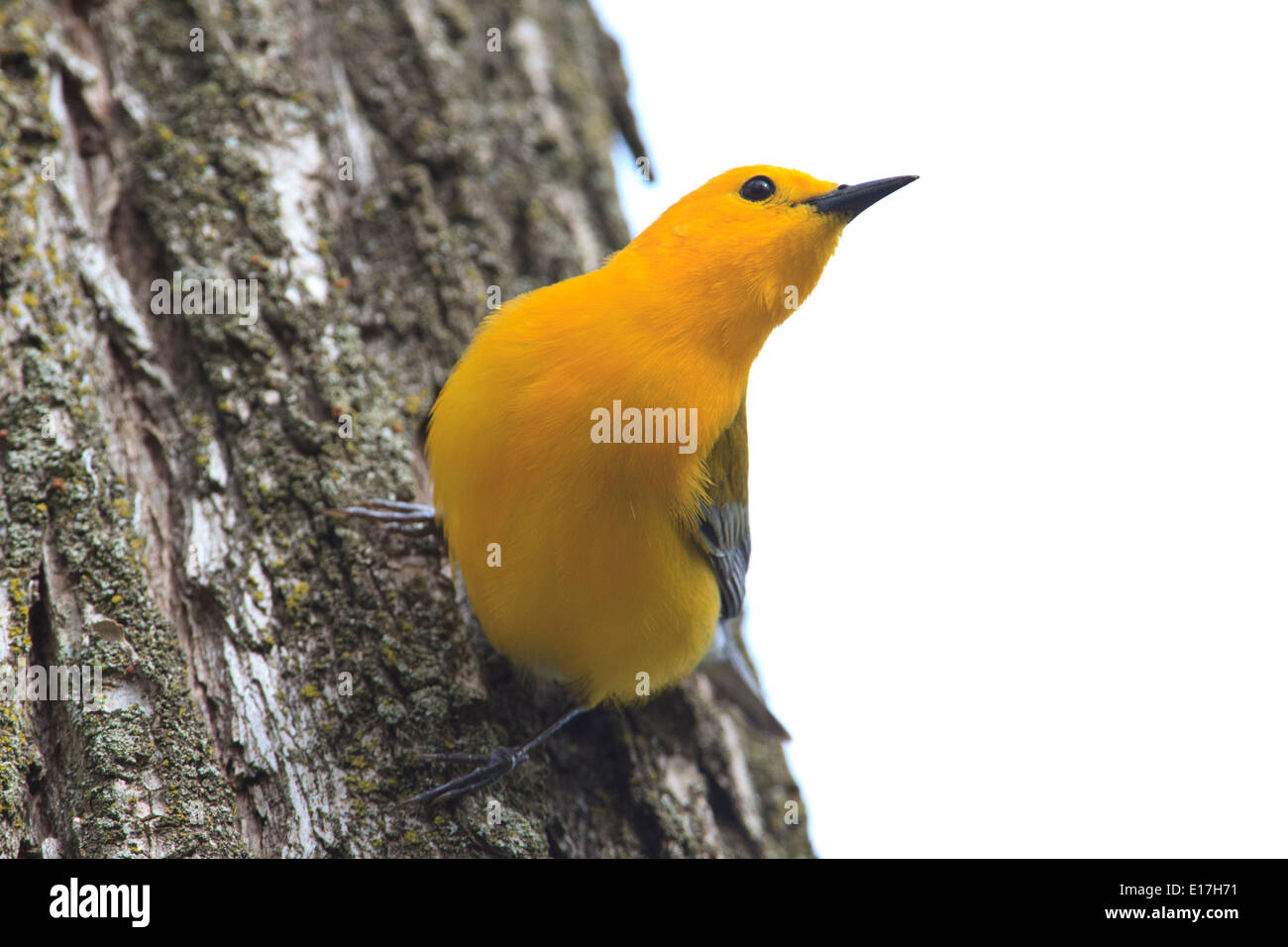 La paruline orangée (Protonotaria citrea) sur le tronc de l'arbre. Banque D'Images