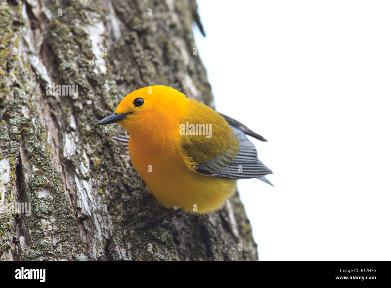 La paruline orangée (Protonotaria citrea) sur le tronc de l'arbre. Banque D'Images