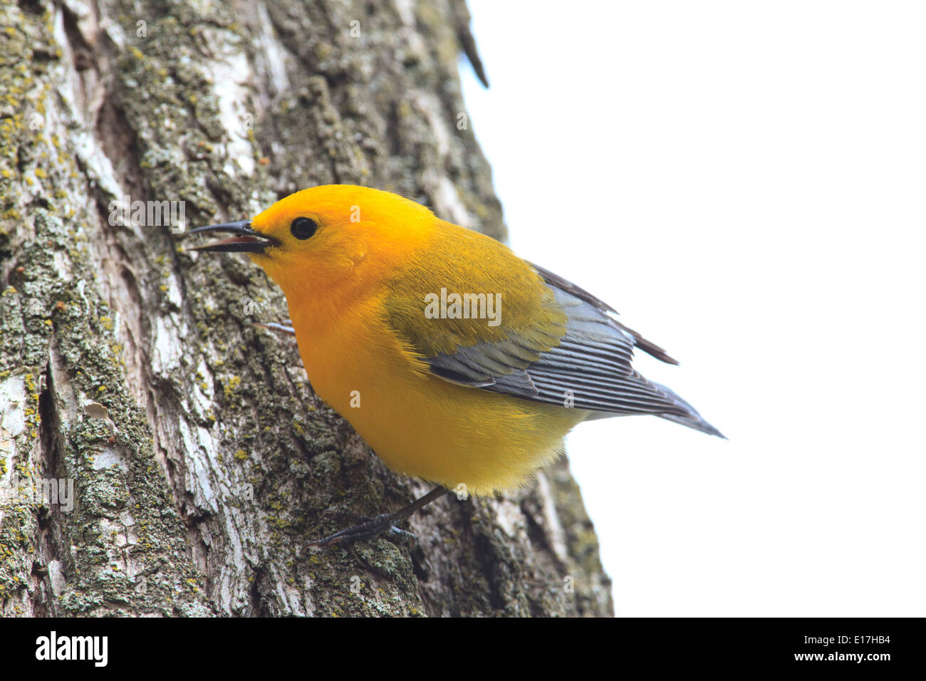 La paruline orangée (Protonotaria citrea) sur le tronc de l'arbre. Banque D'Images