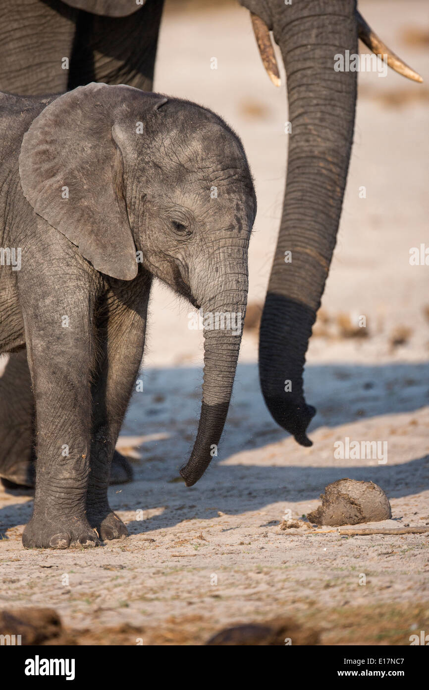 L'éléphant africain (Loxodonta africana) jeune veau et sa mère sur les rives de la rivière Chobe.Le Parc National de Chobe au Botswana. Banque D'Images