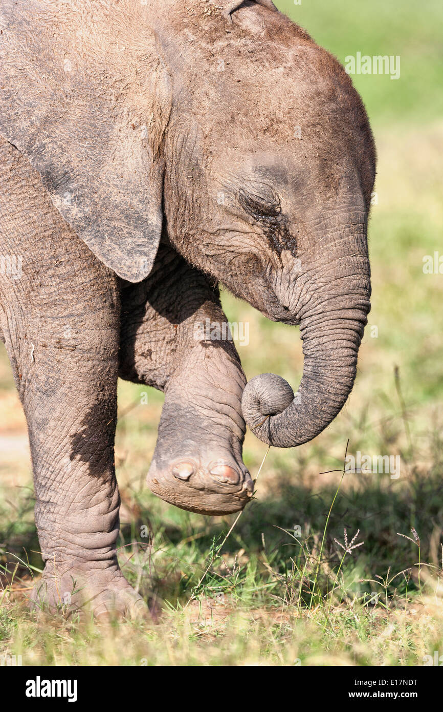 L'éléphant africain (Loxodonta africana) jeune veau. Le Parc national Amboseli au Kenya. Banque D'Images L'éléphant africain (Loxodonta africana) jeune veau. Le Parc national Amboseli au Kenya. Banque D'Images