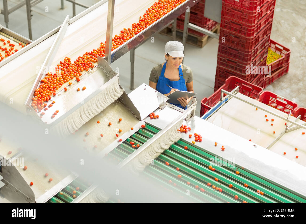 Travailleur avec presse-papiers examinant les tomates dans l'usine de transformation des aliments Banque D'Images