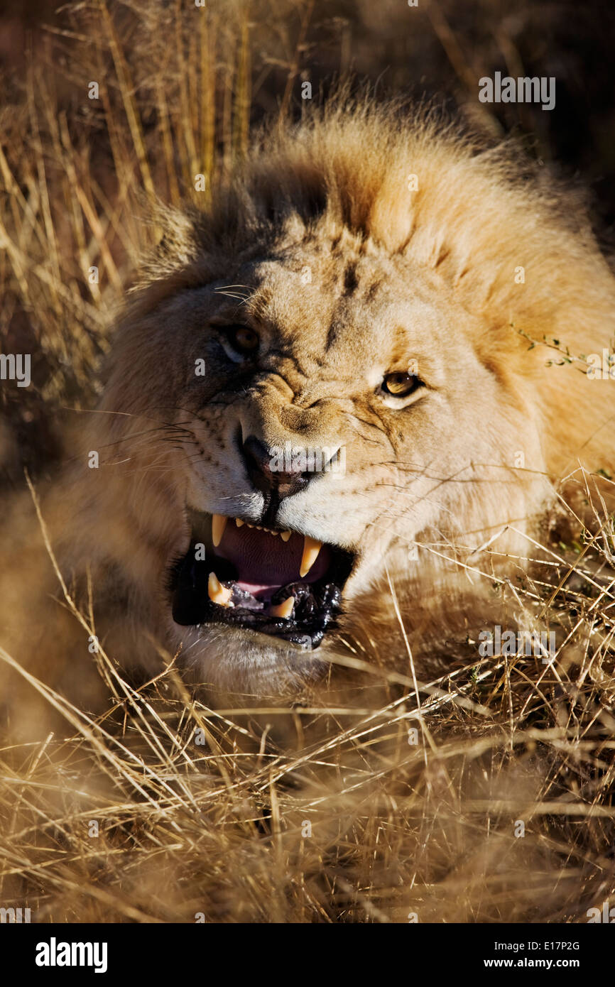 La charge Male lion (Panthera leo) la Namibie. Banque D'Images