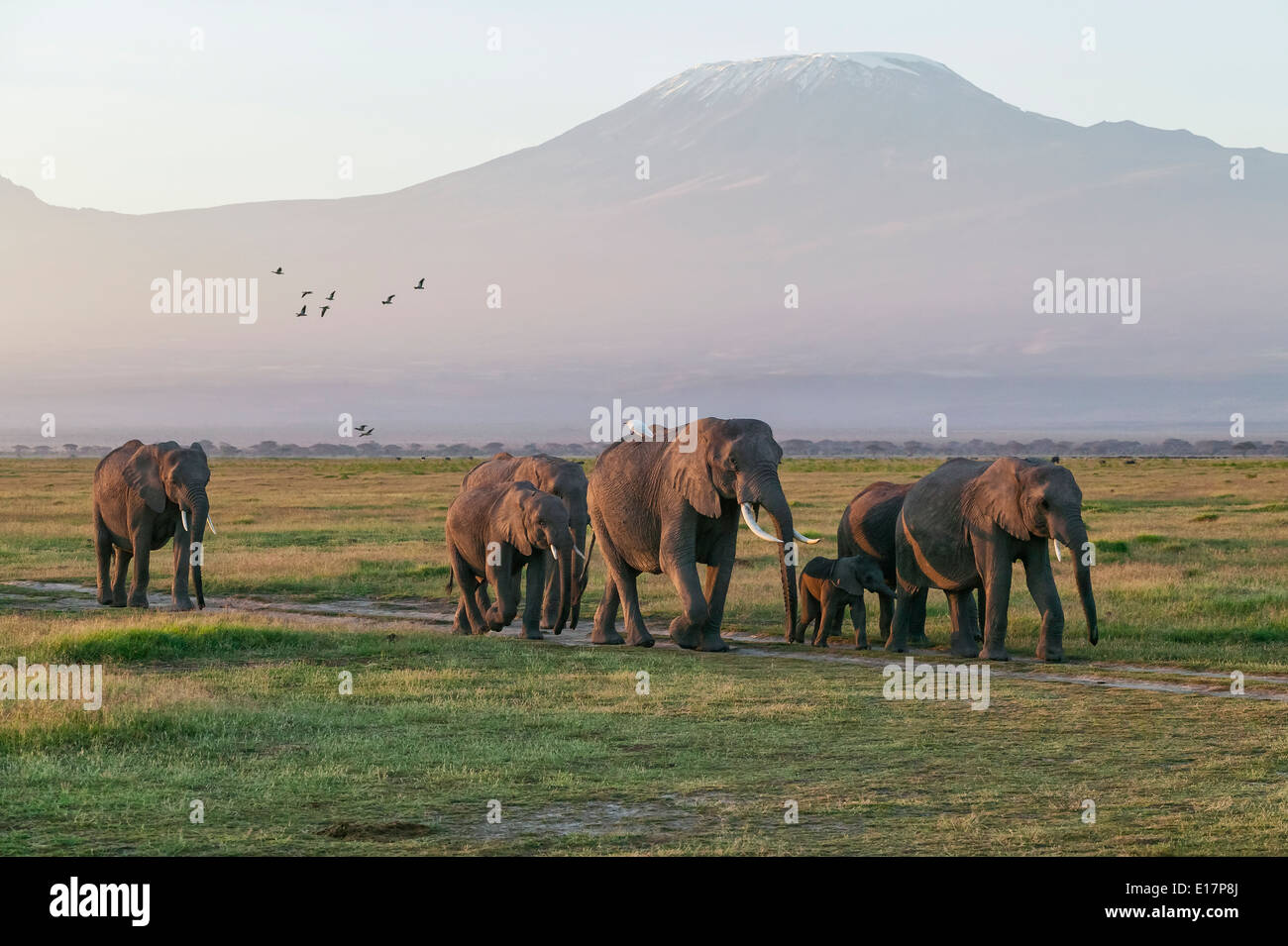 Petit groupe d'éléphant africain (Loxodonta africana) avec le Kilimandjaro en arrière-plan.Le Parc national Amboseli au Kenya. Banque D'Images Petit groupe d'éléphant africain (Loxodonta africana) avec le Kilimandjaro en arrière-plan.Le Parc national Amboseli au Kenya. Banque D'Images