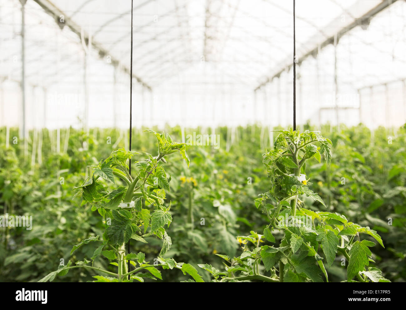 Les plants de tomates en serre de plus en plus Banque D'Images