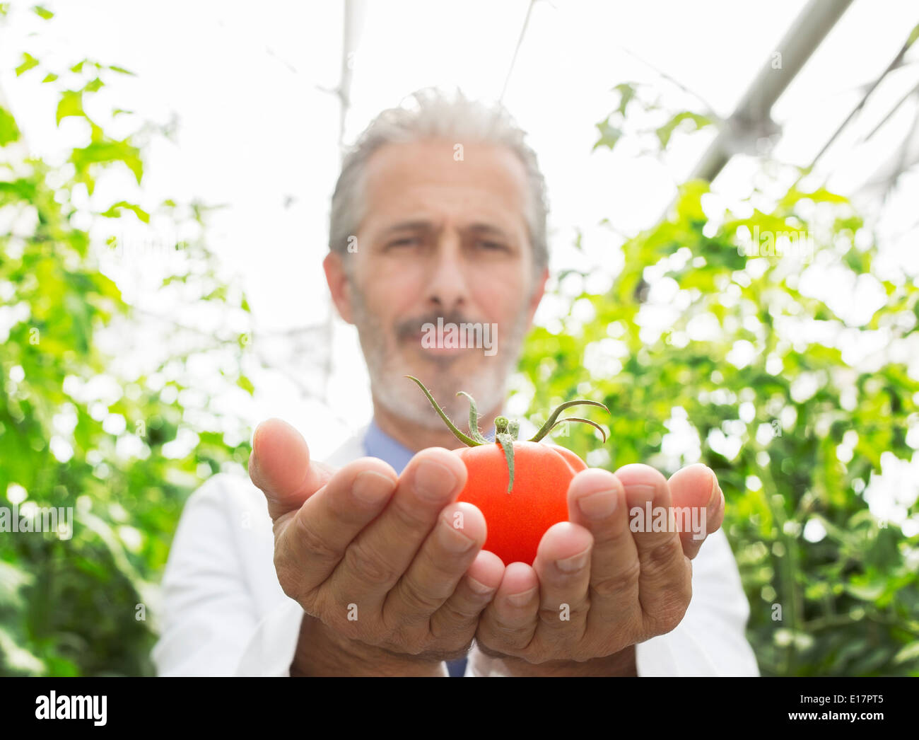Portrait of scientist holding en serre de tomate mûre Banque D'Images