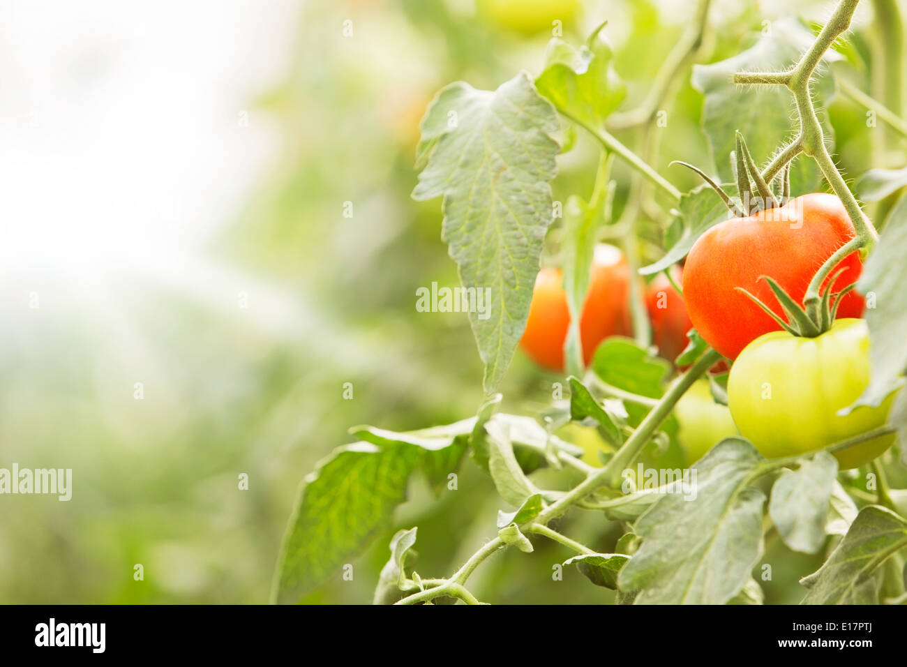 Close up de tomates, croissant sur les vignes Banque D'Images