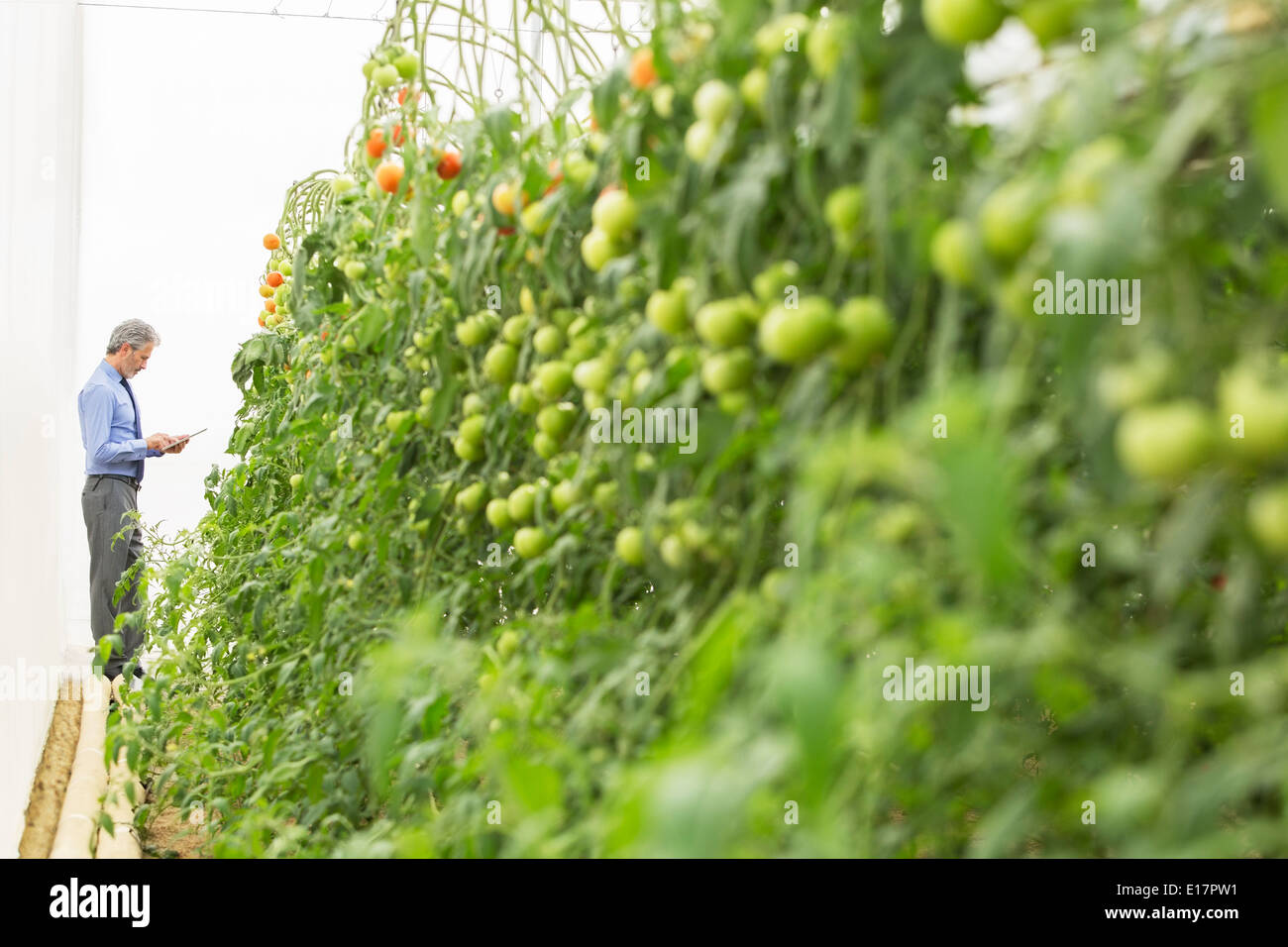 Le botaniste with digital tablet près de tomato plants in greenhouse Banque D'Images