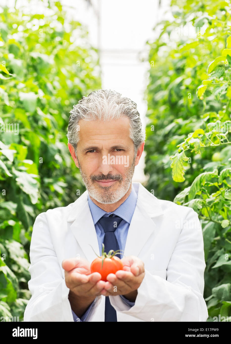 Portrait de tomate mûre holding botaniste des émissions Banque D'Images