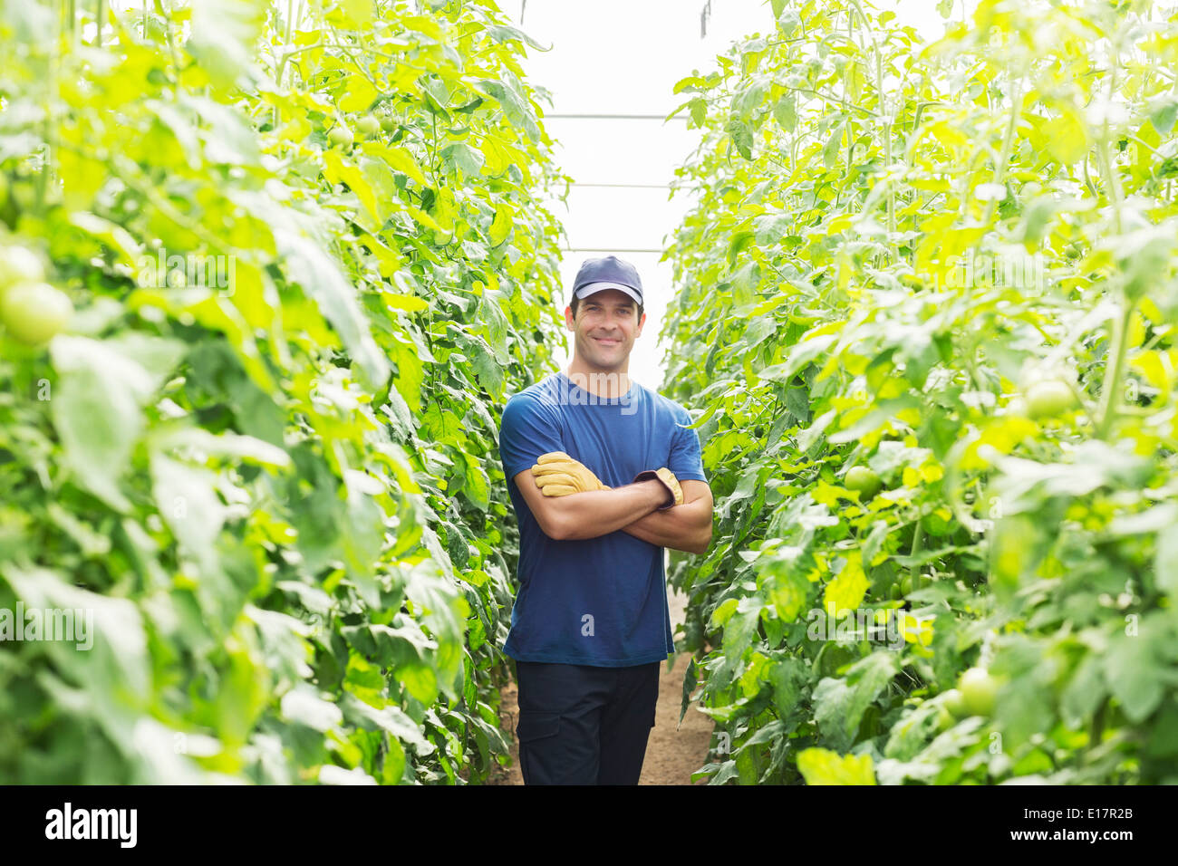Portrait of worker parmi les plants de tomates en serre Banque D'Images