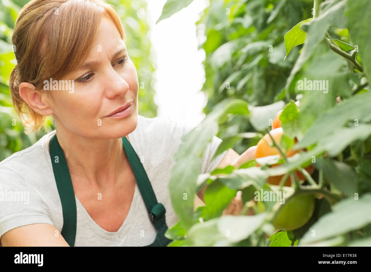 L'examen des travailleurs les plants de tomates en serre Banque D'Images