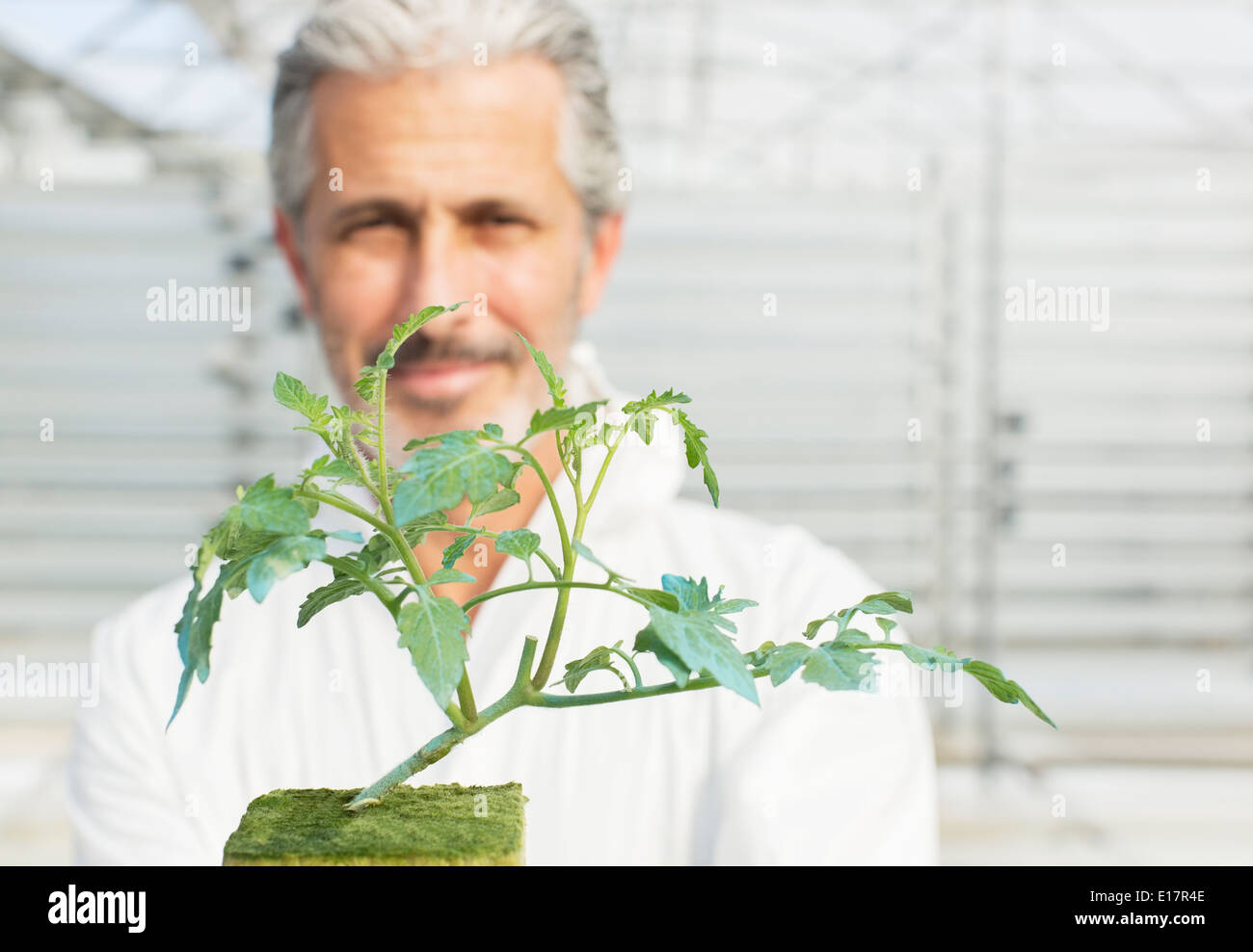Portrait of smiling woman holding plant de tomate en botaniste émissions Banque D'Images