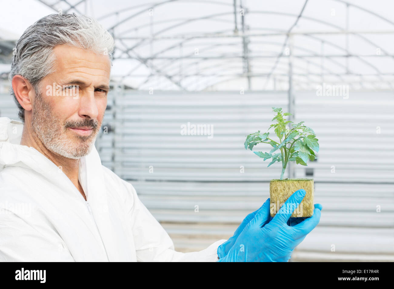 Portrait of smiling woman holding plant de tomate en botaniste émissions Banque D'Images