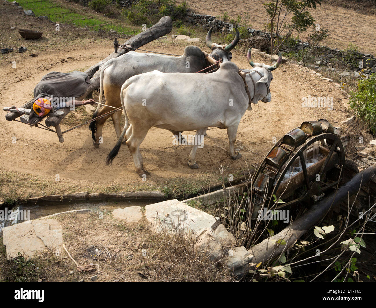 L'Inde, Rajasthan, Rajasthani farmer endormi sur rehat bullock powered by araghatta l'eau montée roue persane Banque D'Images