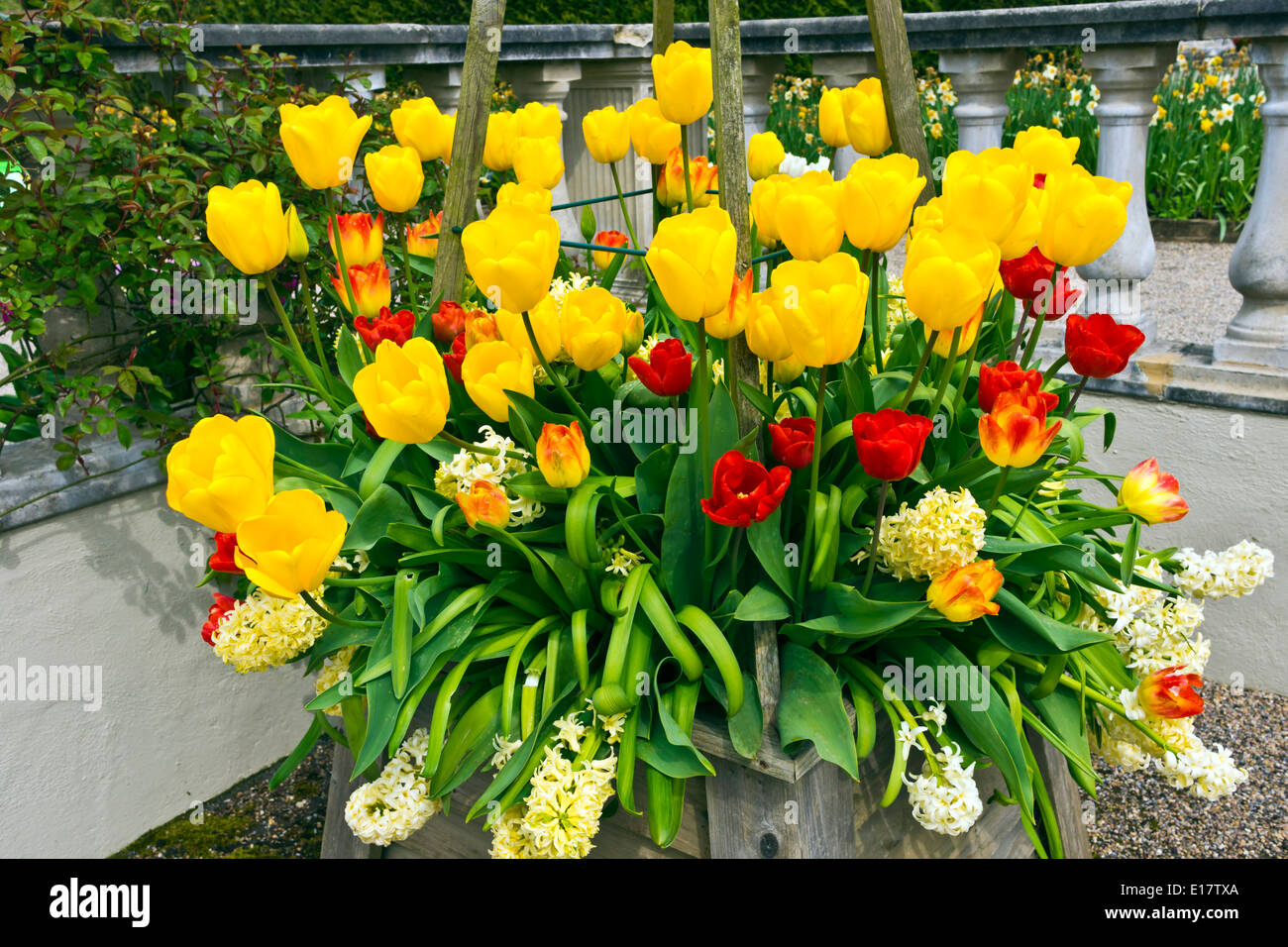 Tulipes et jacinthes dans un récipient en bois dans un jardin anglais. Banque D'Images