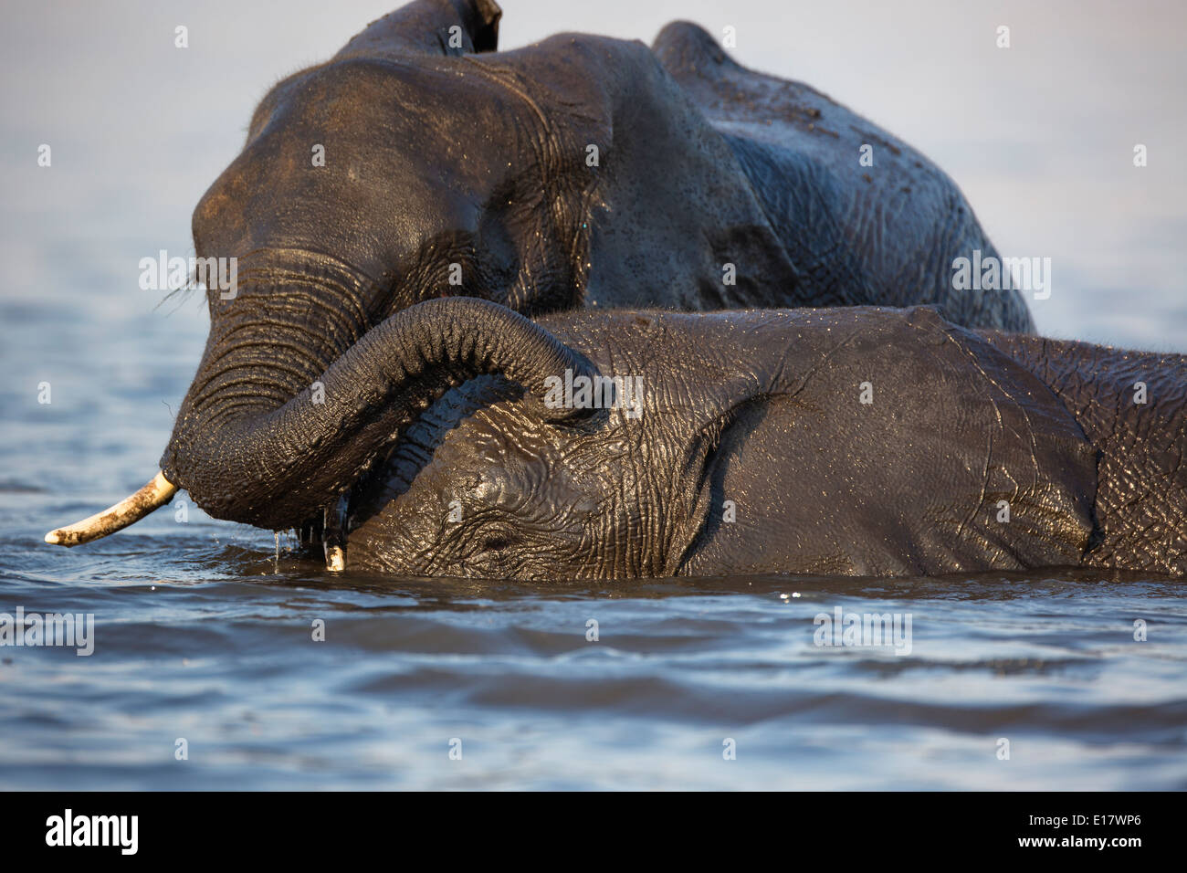 L'éléphant africain (Loxodonta africana) nager sur la rivière Chobe.Le Parc National de Chobe au Botswana. Banque D'Images L'éléphant africain (Loxodonta africana) nager sur la rivière Chobe.Le Parc National de Chobe au Botswana. Banque D'Images