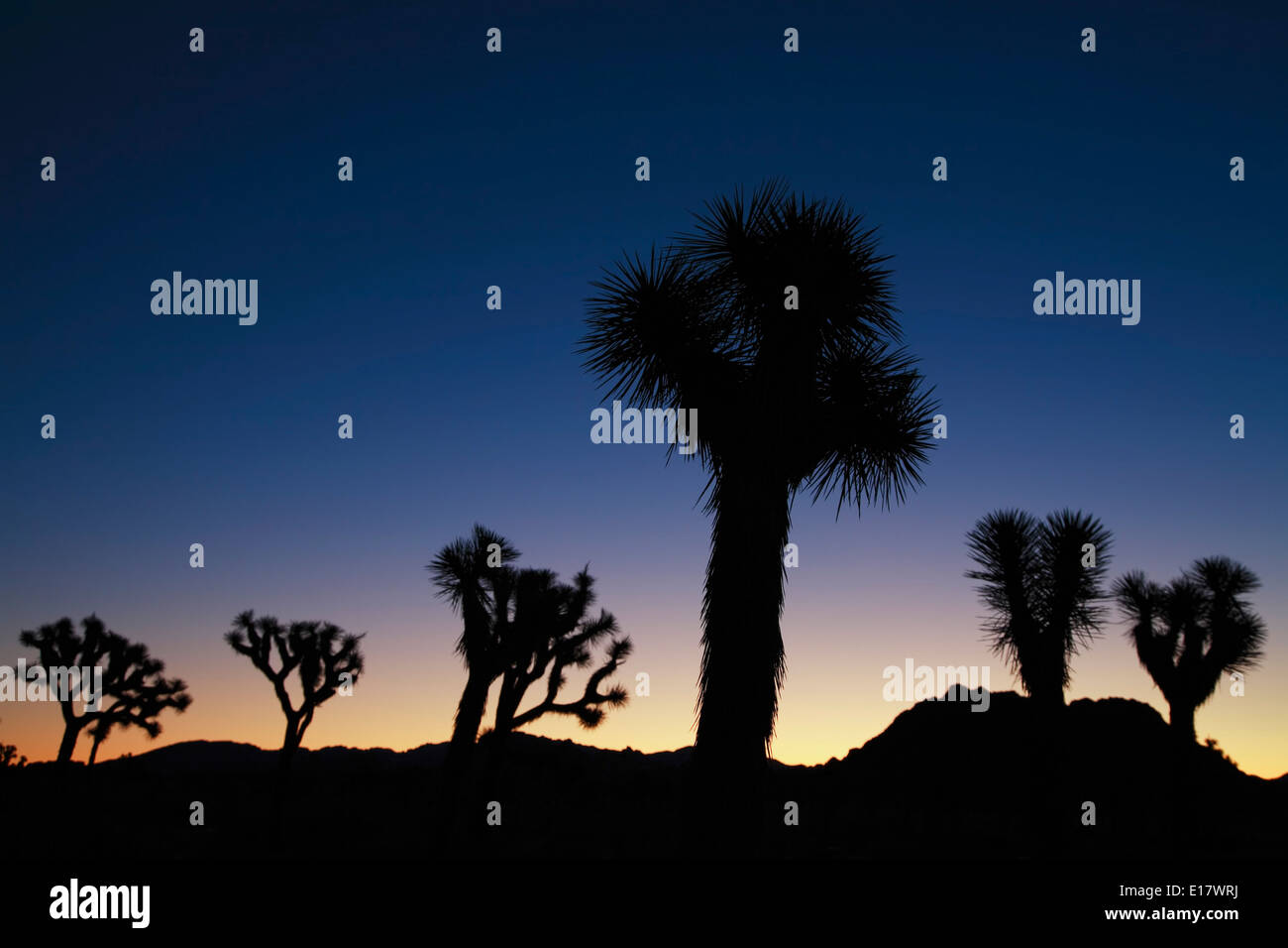 Joshua trees (Yucca brevifolia) silhouettes au crépuscule, le parc national Joshua Tree, California USA Banque D'Images