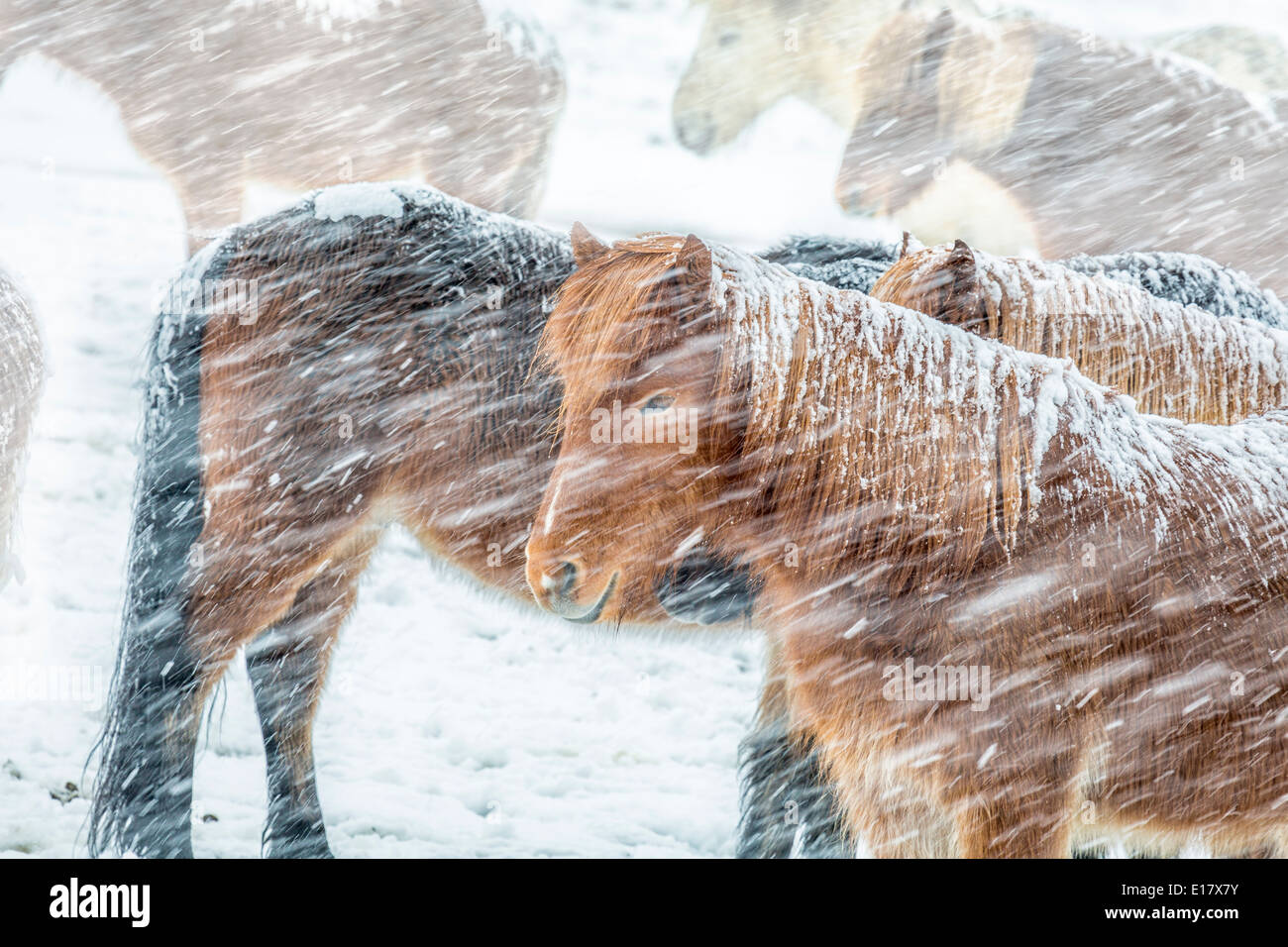 Chevaux Islandais dehors pendant une tempête de neige, l'Islande Banque D'Images