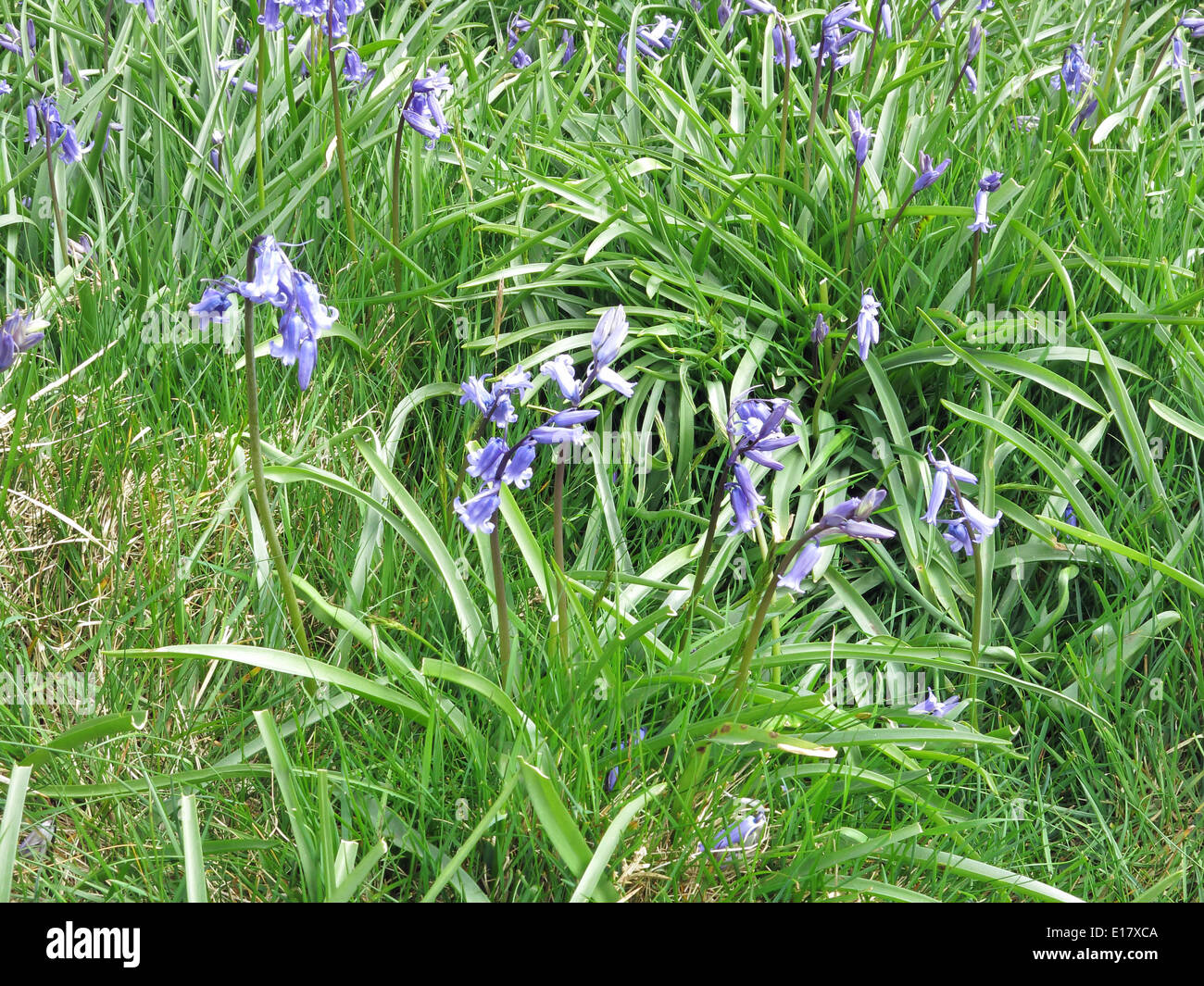 Gros plan du Bluebells Banque D'Images