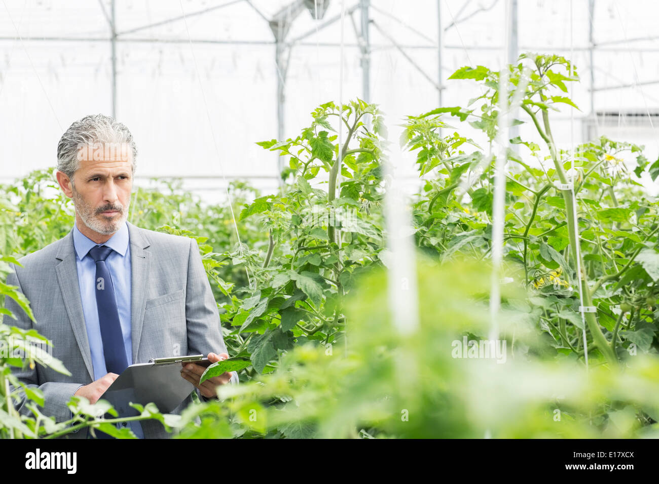 Le botaniste avec presse-papiers sur les plants de tomates en serre Banque D'Images