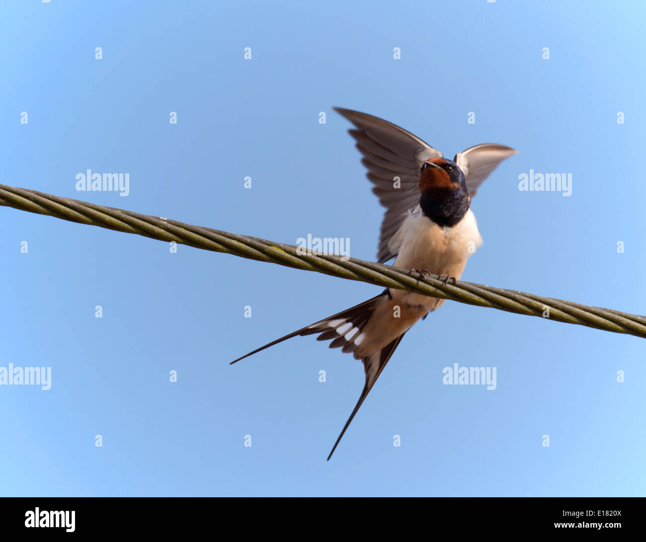 Swallow Hirundo rustica s'étendant des ailes sur le fil téléphonique Banque D'Images Swallow Hirundo rustica s'étendant des ailes sur le fil téléphonique Banque D'Images