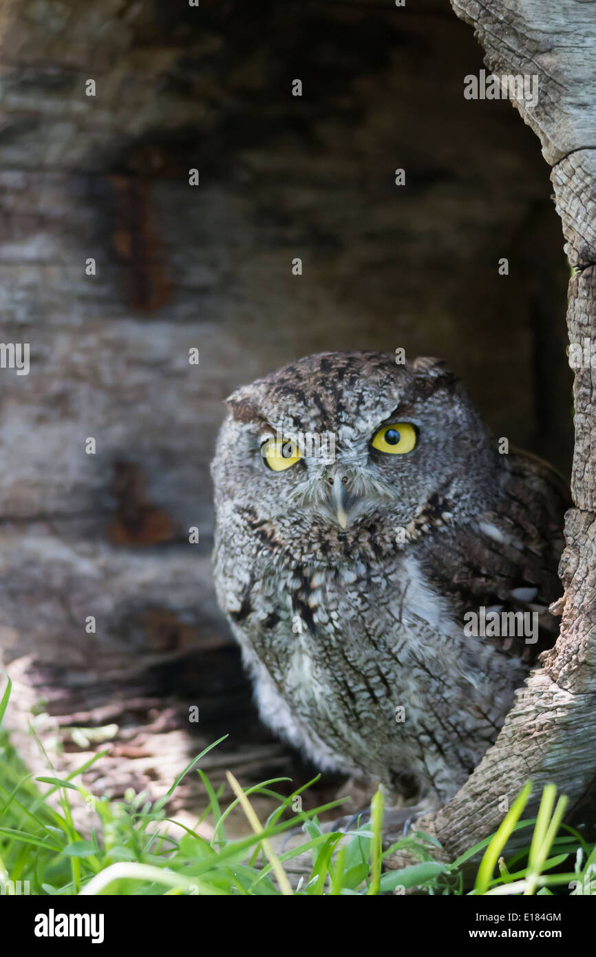 L'Ouest en captivité le petit-duc maculé Megascops kennicottii Banque D'Images