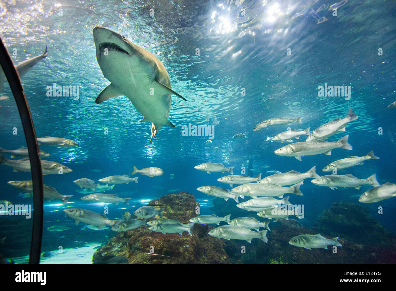 Le requin, l'aquarium, Barcelone, Catalogne, Espagne, Europe Banque D'Images