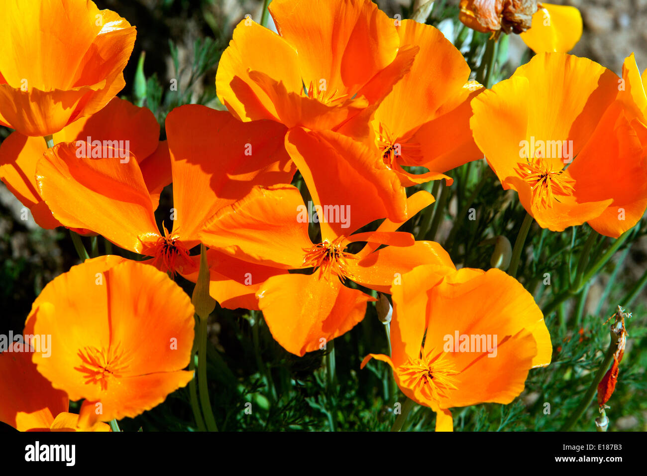 California Poppies Spring Eschscholzia californica 'Orange King' fleurs Banque D'Images