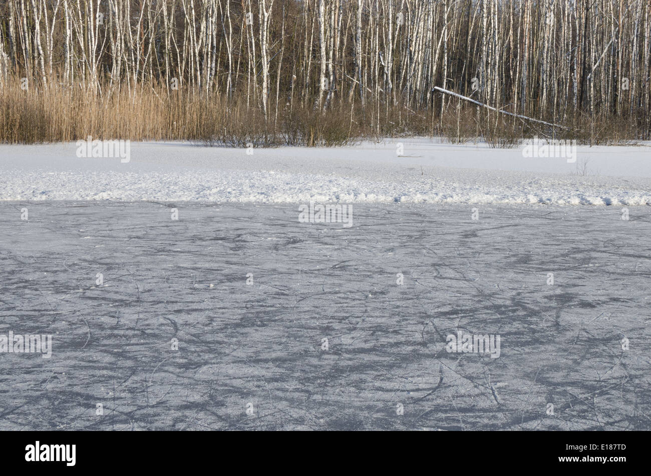 Anneau de glace en forêt sur sunny day Banque D'Images