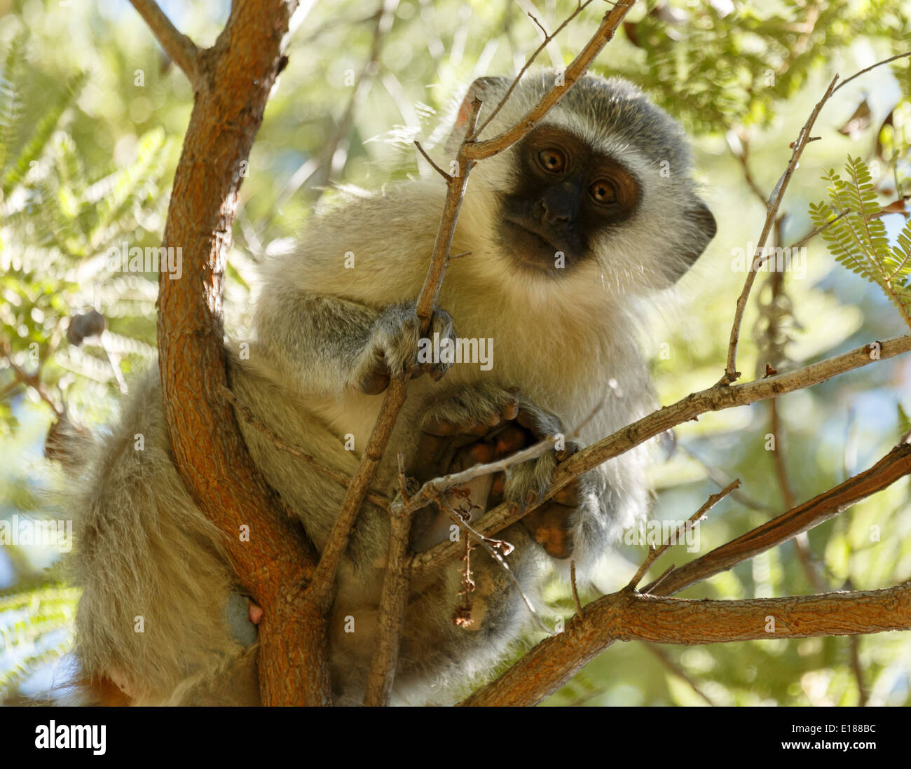 Un singe (Chlorocebus pygerythrus) au Parc National de Pilanesberg, Afrique du Sud. Banque D'Images