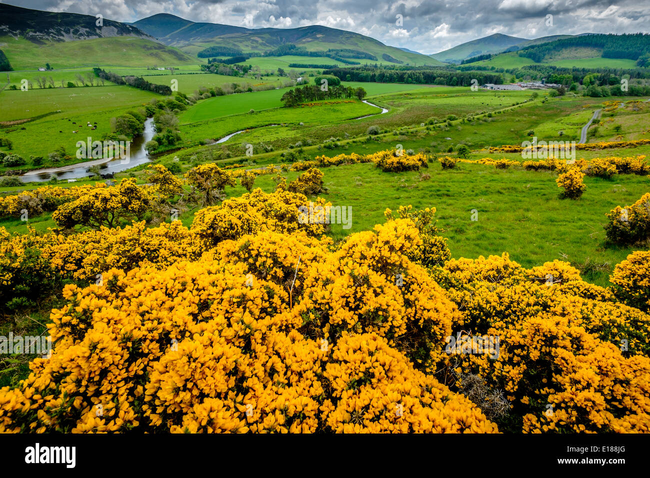 L'ajonc d'arbustes en fleurs dans la région des Scottish Borders - avec la rivière Tweed dans la vallée au-delà Banque D'Images