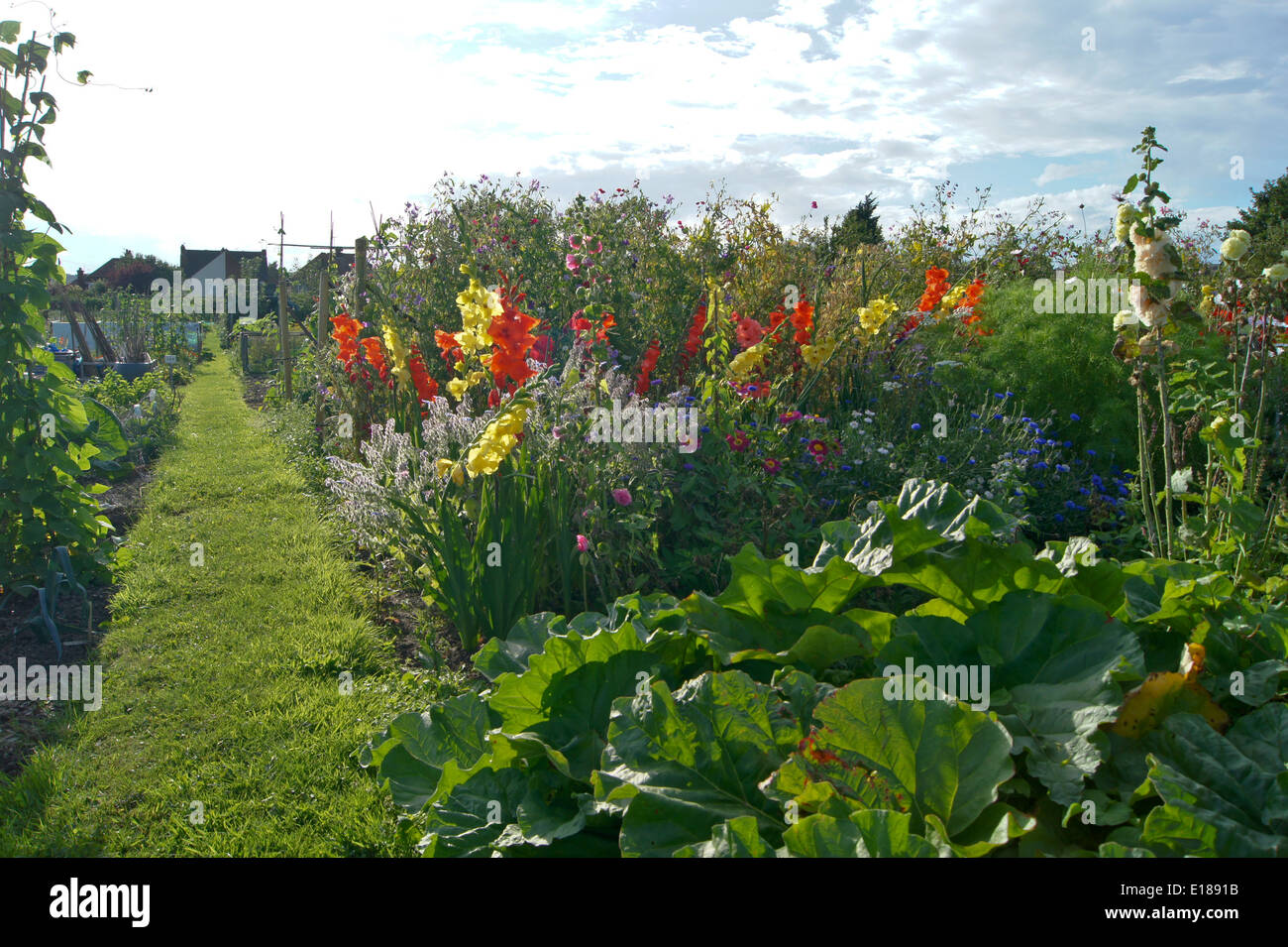 Les fleurs cultivées allotissement pour attirer les abeilles, les papillons et autres insectes pollinisateurs Banque D'Images