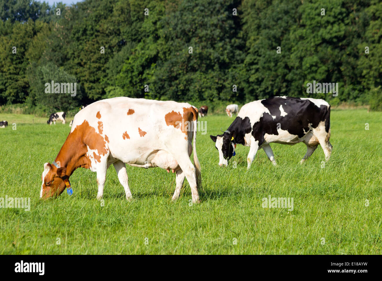Les vaches sur une terre agricole Banque D'Images