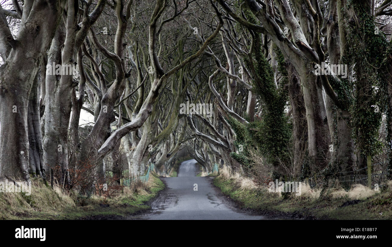 Bois de Dark Hedges avec ses arbres de forme étrange. L'Irlande du Nord Banque D'Images Bois de Dark Hedges avec ses arbres de forme étrange. L'Irlande du Nord Banque D'Images