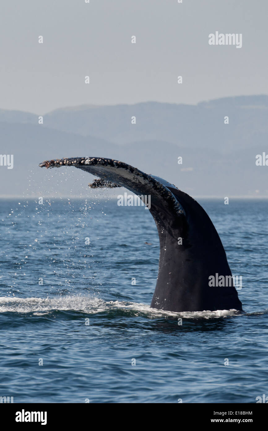 Baleine à bosse (Megaptera novaeangliae) fluking. Monterey, Californie, l'océan Pacifique. Banque D'Images