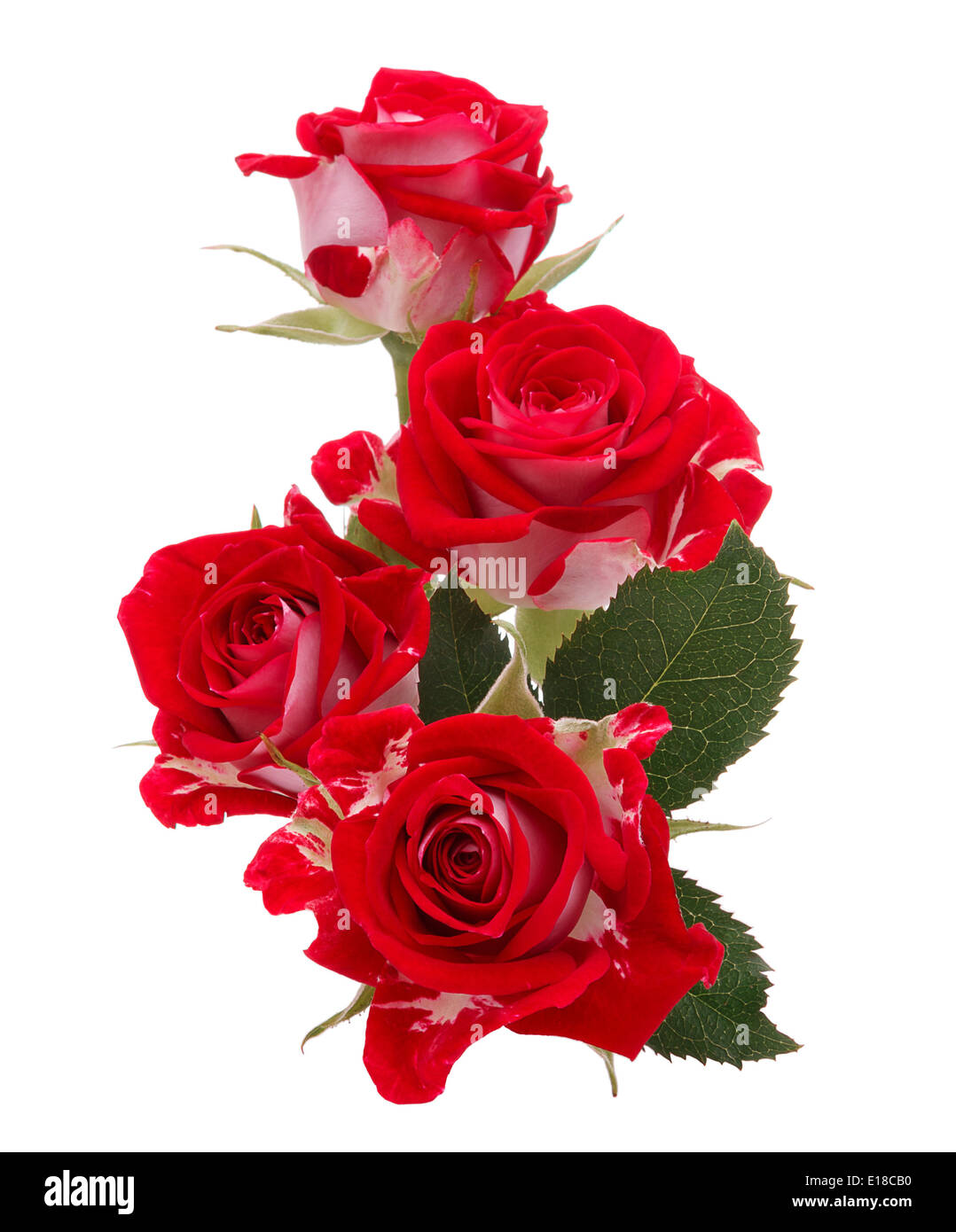 Bouquet de fleurs rose rouge isolé sur fond blanc dentelle Banque D'Images