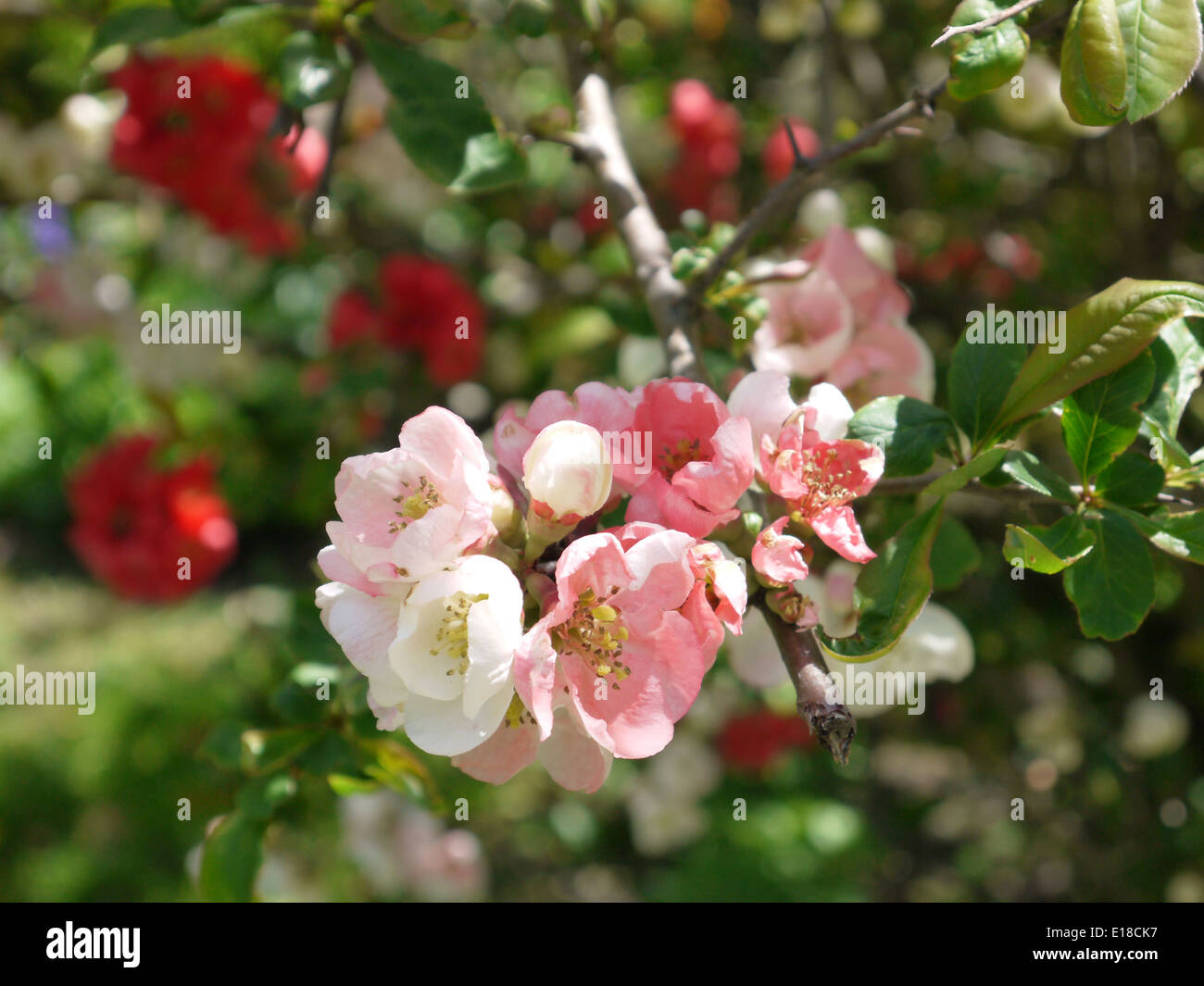Rose blanc fleur de cerisier close up Banque D'Images